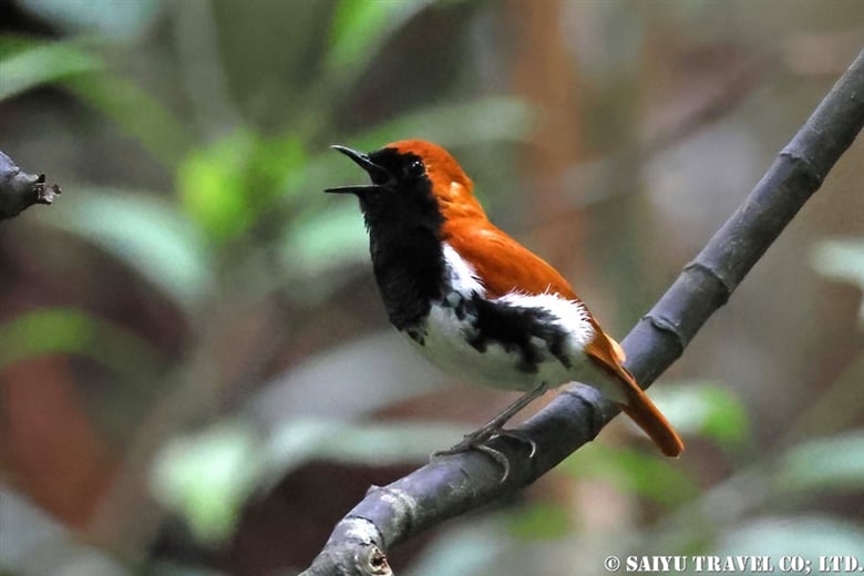 Seeing the Ryukyu Robin of Okinawa’s Main Island and Amami Oshima